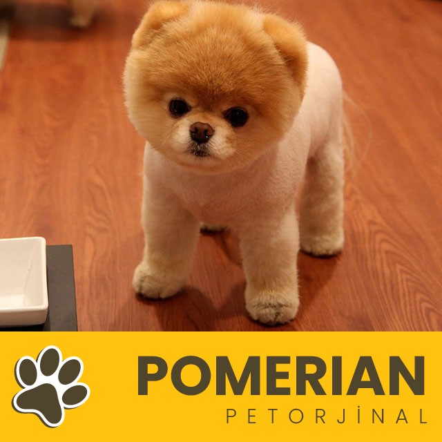 Petorjinal
