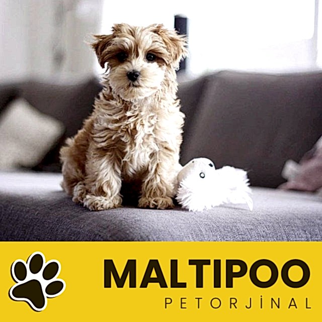 Petorjinal