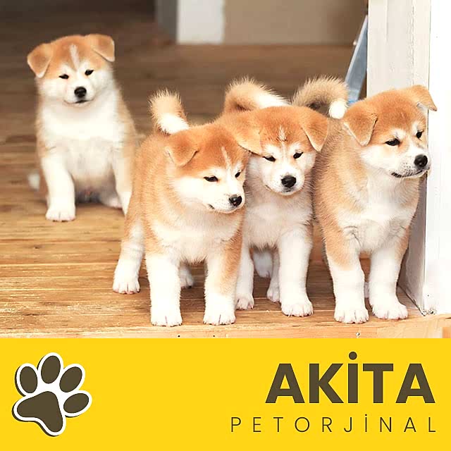 Petorjinal